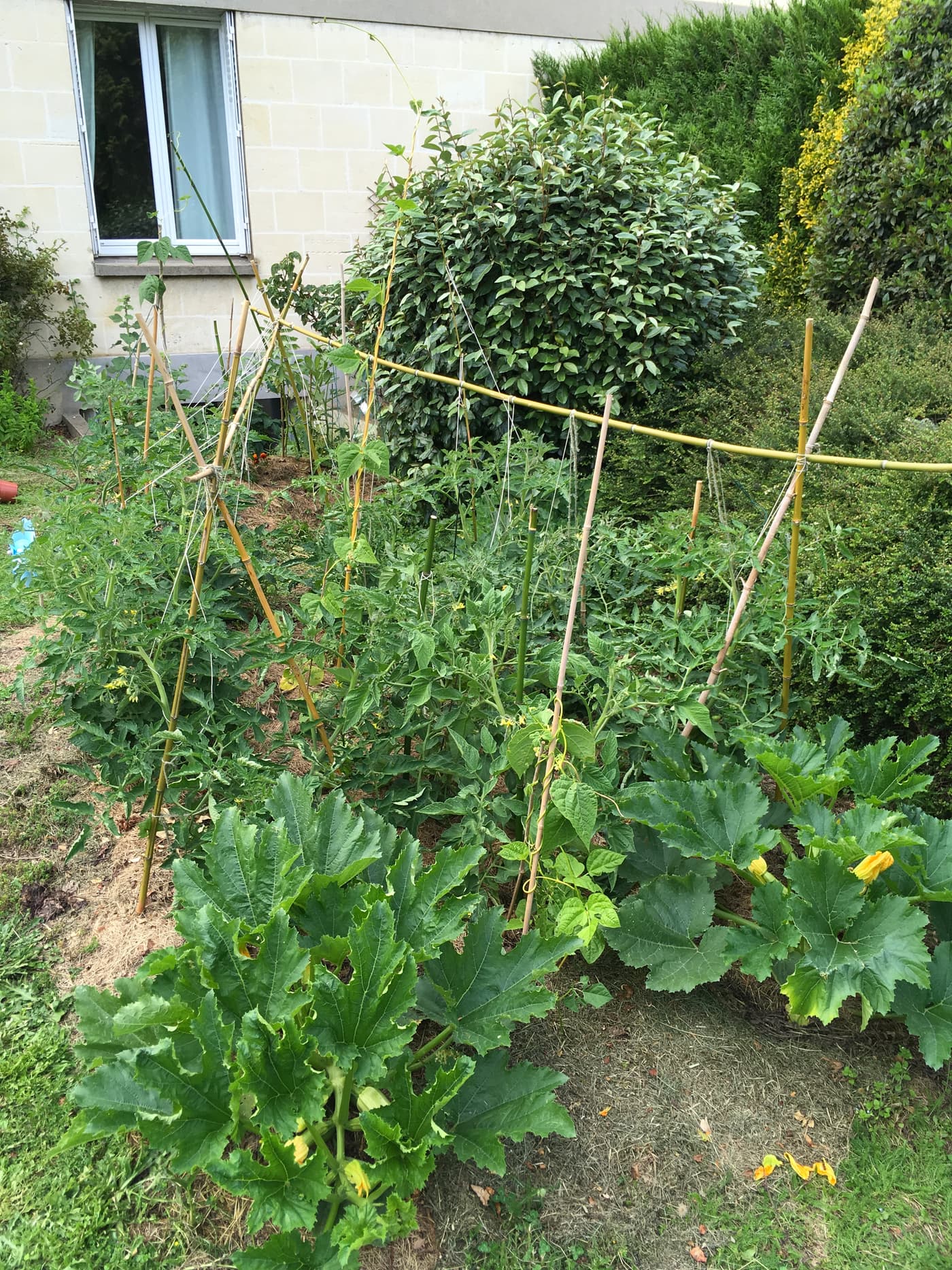 Potager d'été structuré : tipis en bambou, pieds de courgettes en premier plan, haies taillées autour.