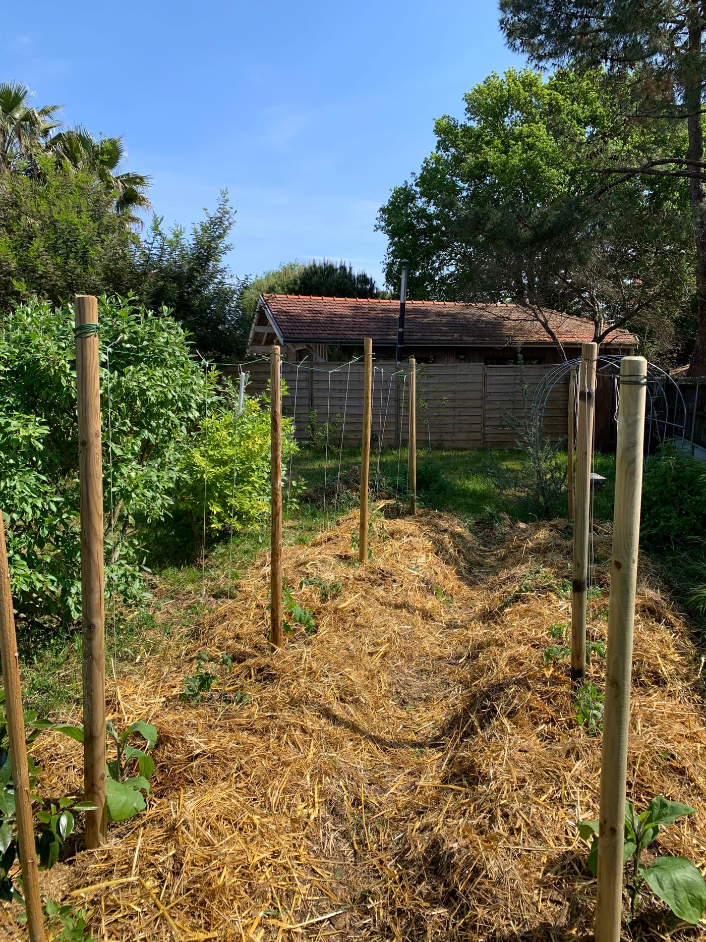 Planche en installation avec paillage de paille dorée, tuteurs en bambou, sous un ciel bleu.