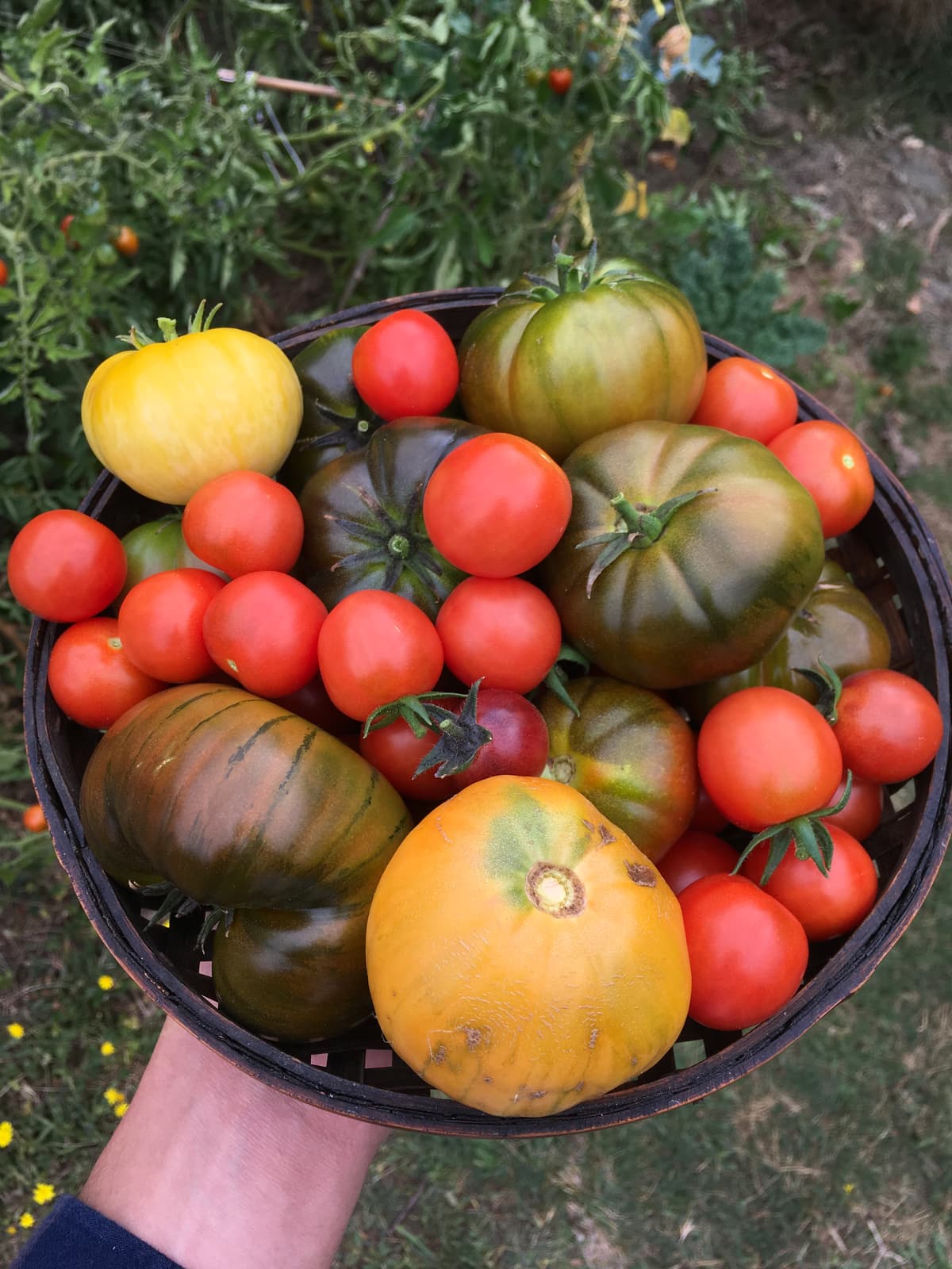 Panier en osier rempli de tomates anciennes multicolores tenu dans une main, sur fond d'herbe.