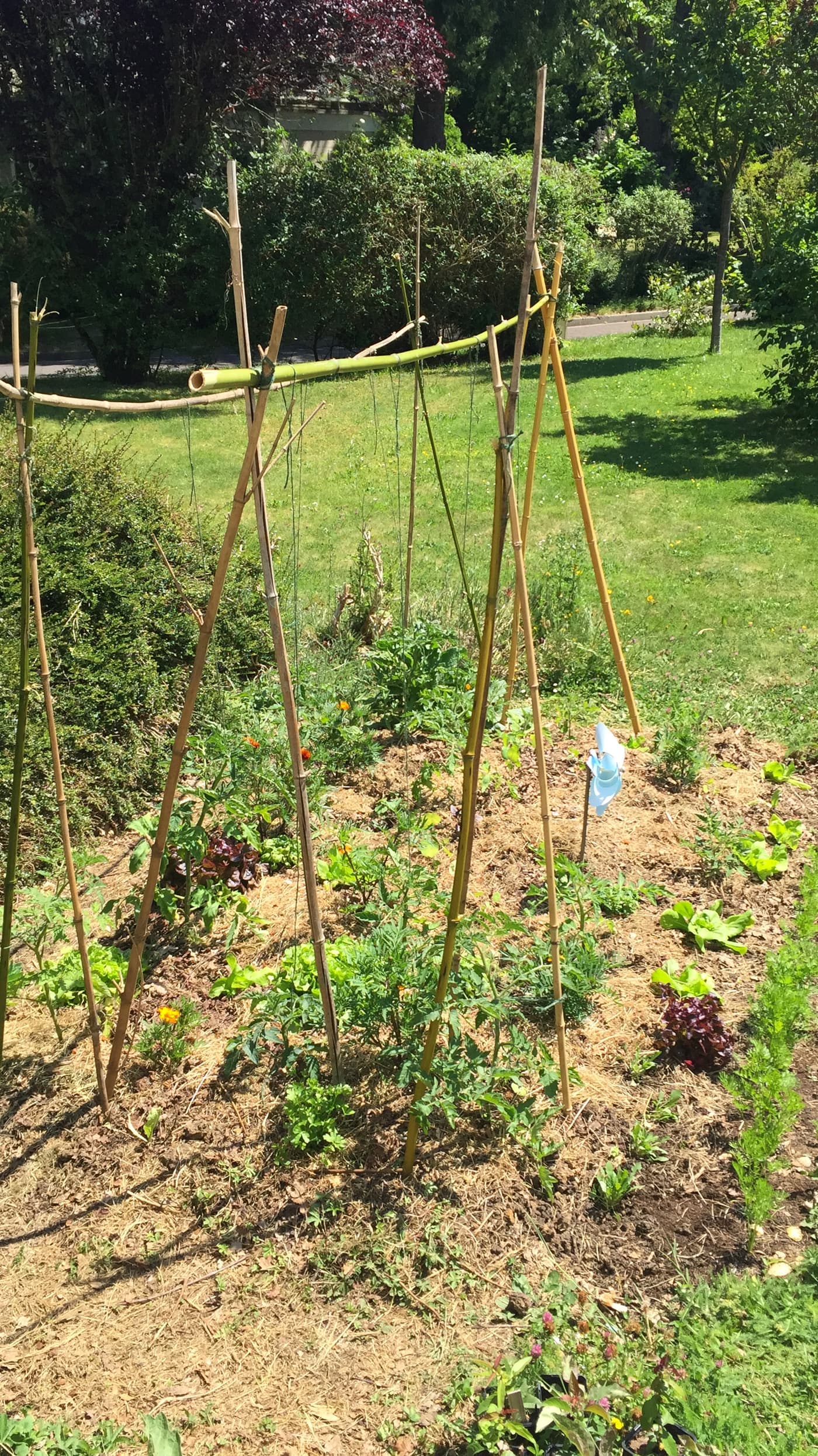Nature morte de récolte sur table verte : carottes, tomates anciennes, courgettes jaunes, concombres, haricots et épinards.