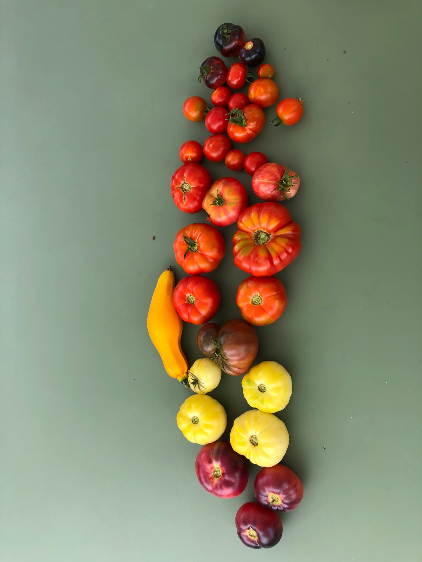 Tomates anciennes et courgette jaune alignées en nature morte sur table verte.