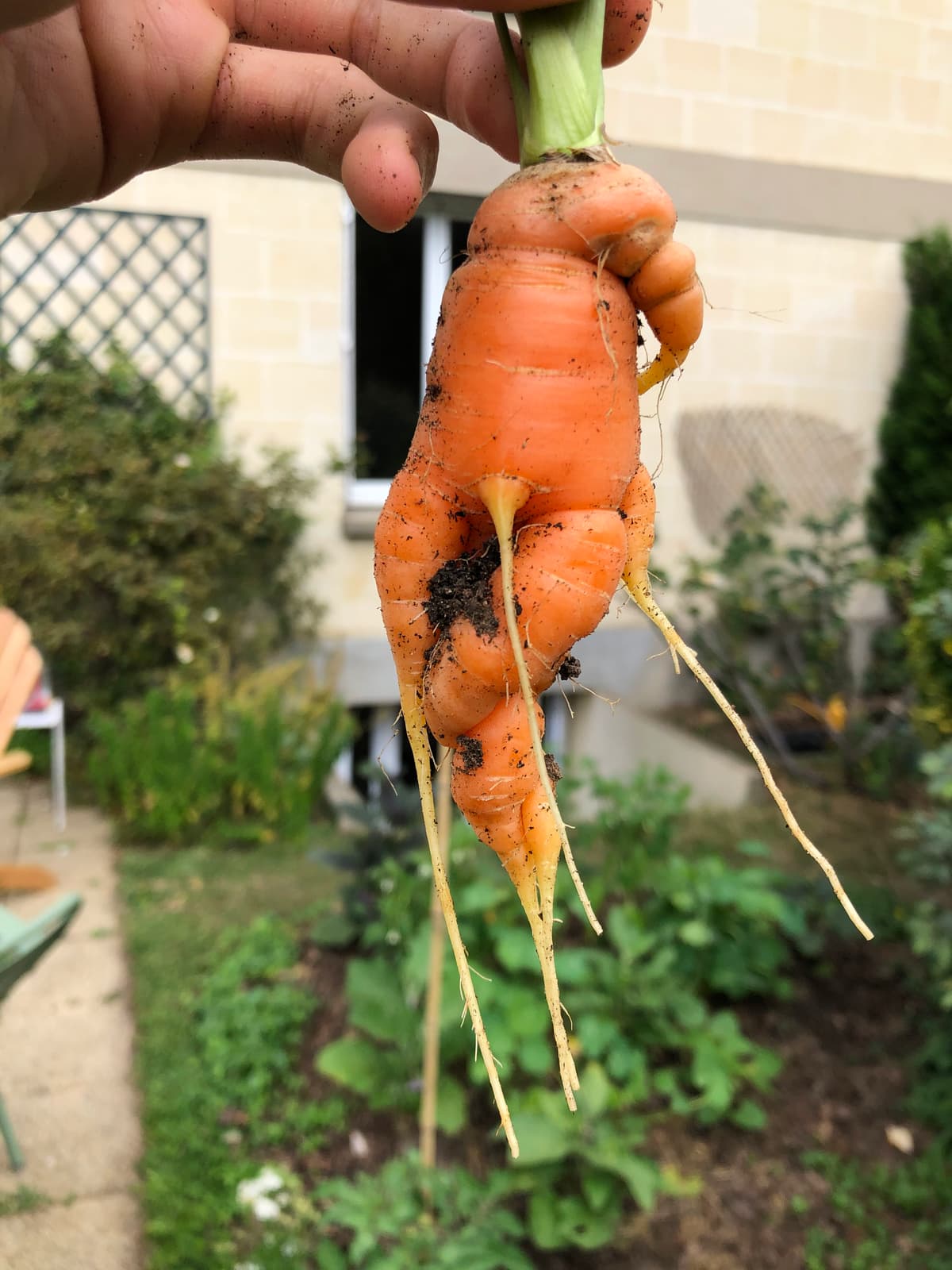 Carotte à racines multiples atypique, tenue dans une main couverte de terre.