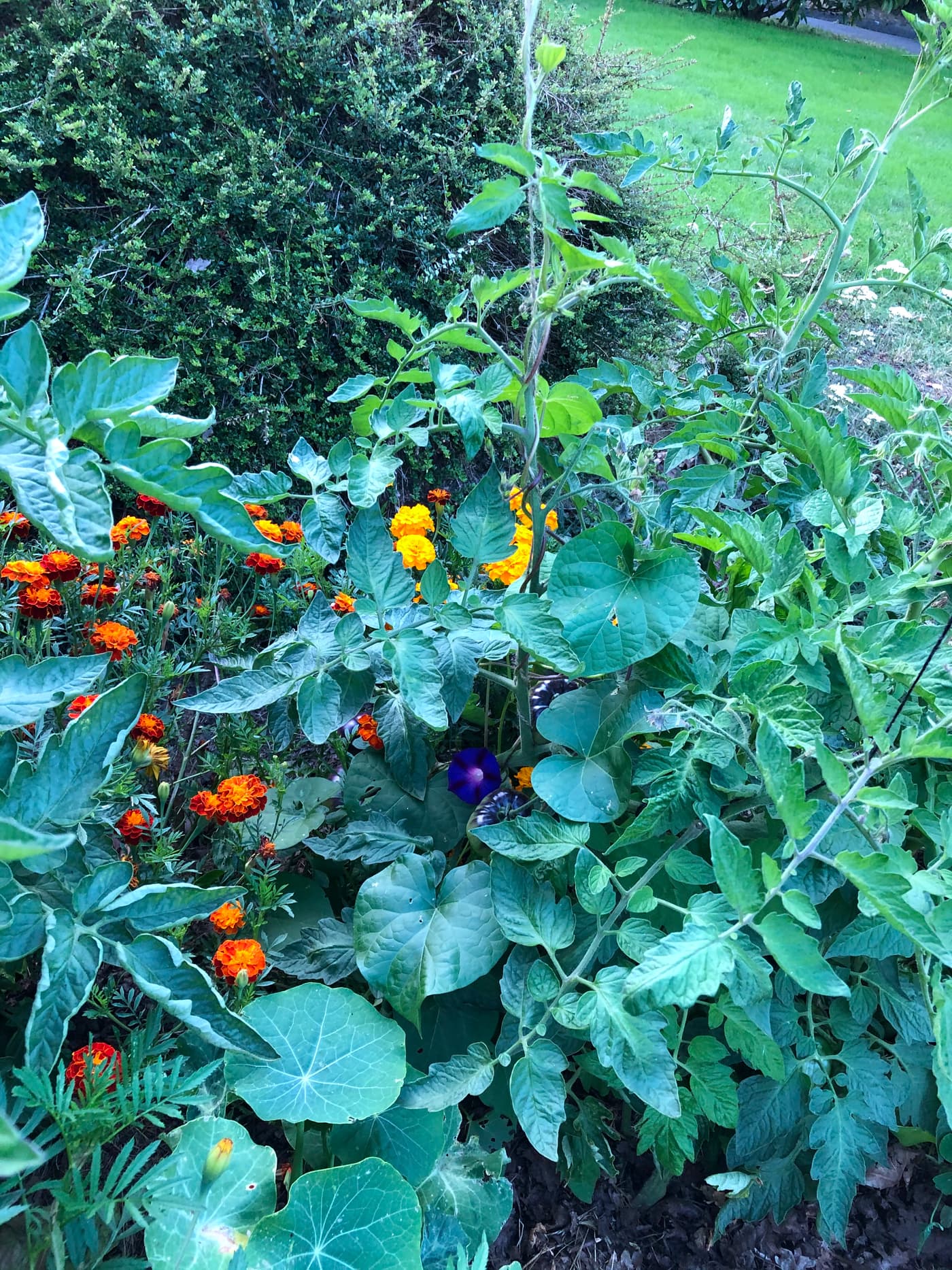 Gros plan sur un pied de tomate en fleur avec capucines orange en sous-étage.