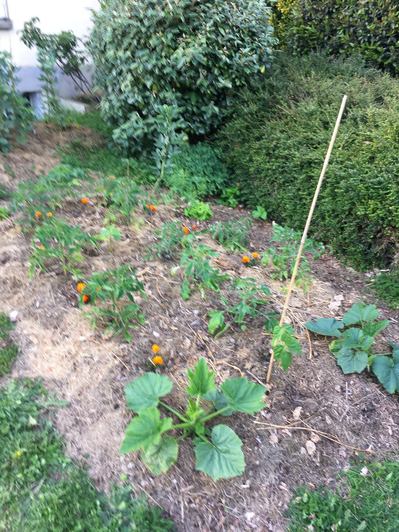 Jeunes feuilles de courge en développement au milieu de capucines orange.