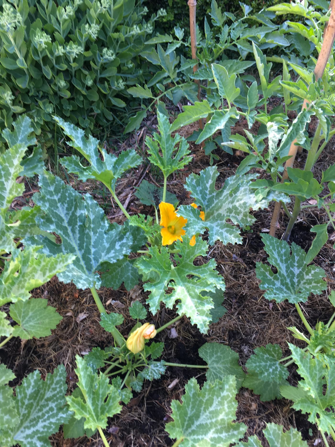 Macro de fleur jaune de courgette sur lit de feuilles découpées et duveteuses.