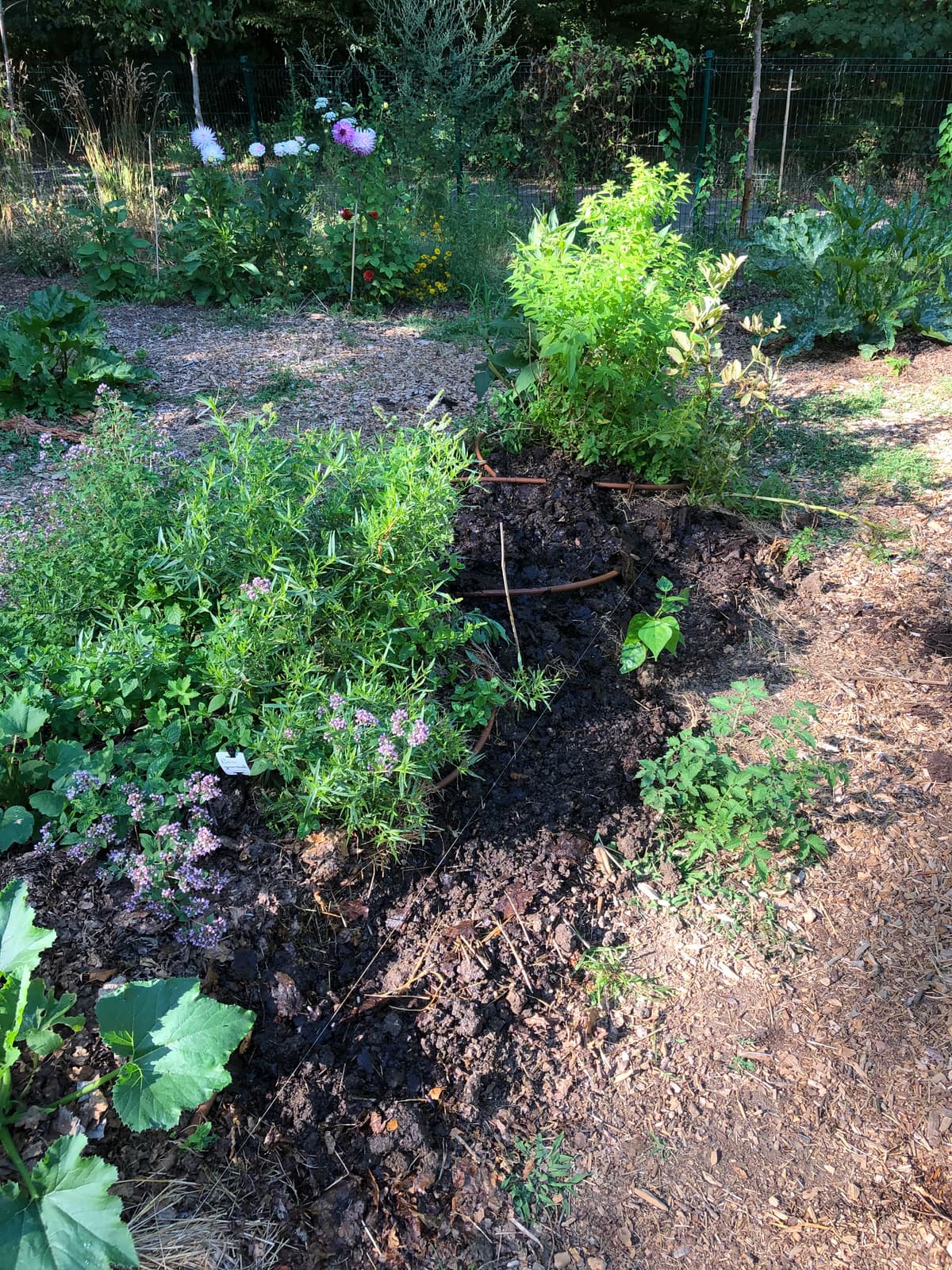 Bordure aromatique en fleur : romarin, thym, sauge, en lisière de planche paillée.