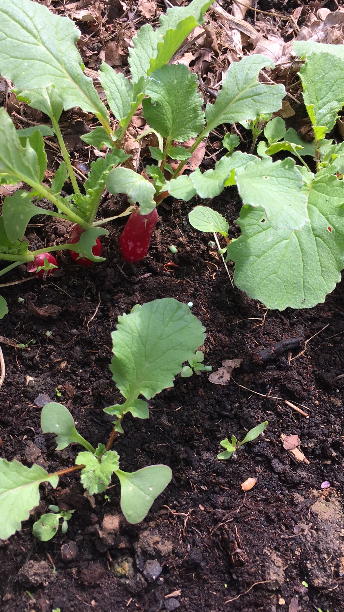 Jeunes radis rouges en développement avec semis plantules environnantes.