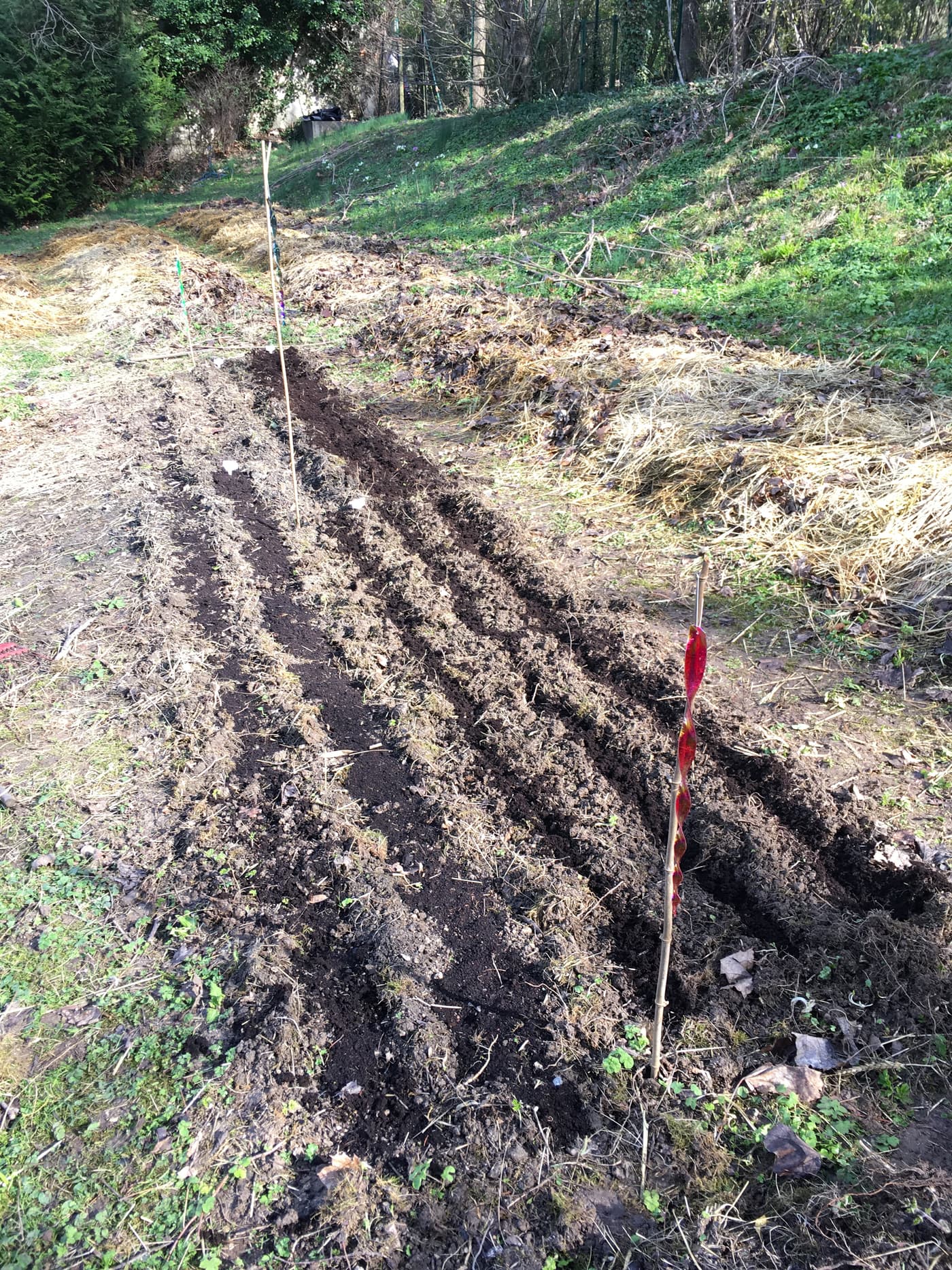 Planches préparées en buttes de sol nu au sortir de l'hiver, prêtes à semer.