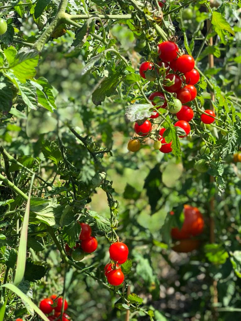 Grappes de tomates cerises rouges bien mûres suspendues à leur pied, feuillage dense en arrière-plan.