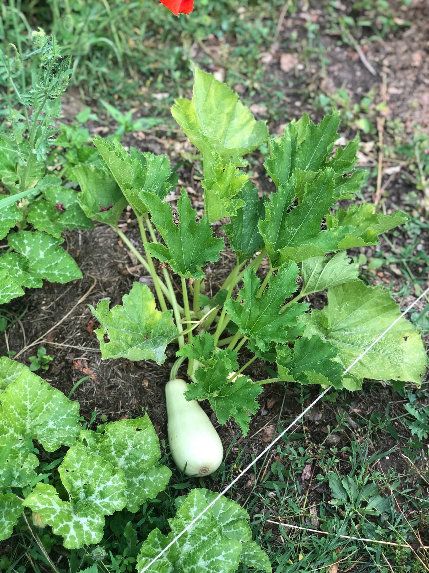 Jeune courgette blanche en formation sur son pied, feuilles vertes panachées alentour.