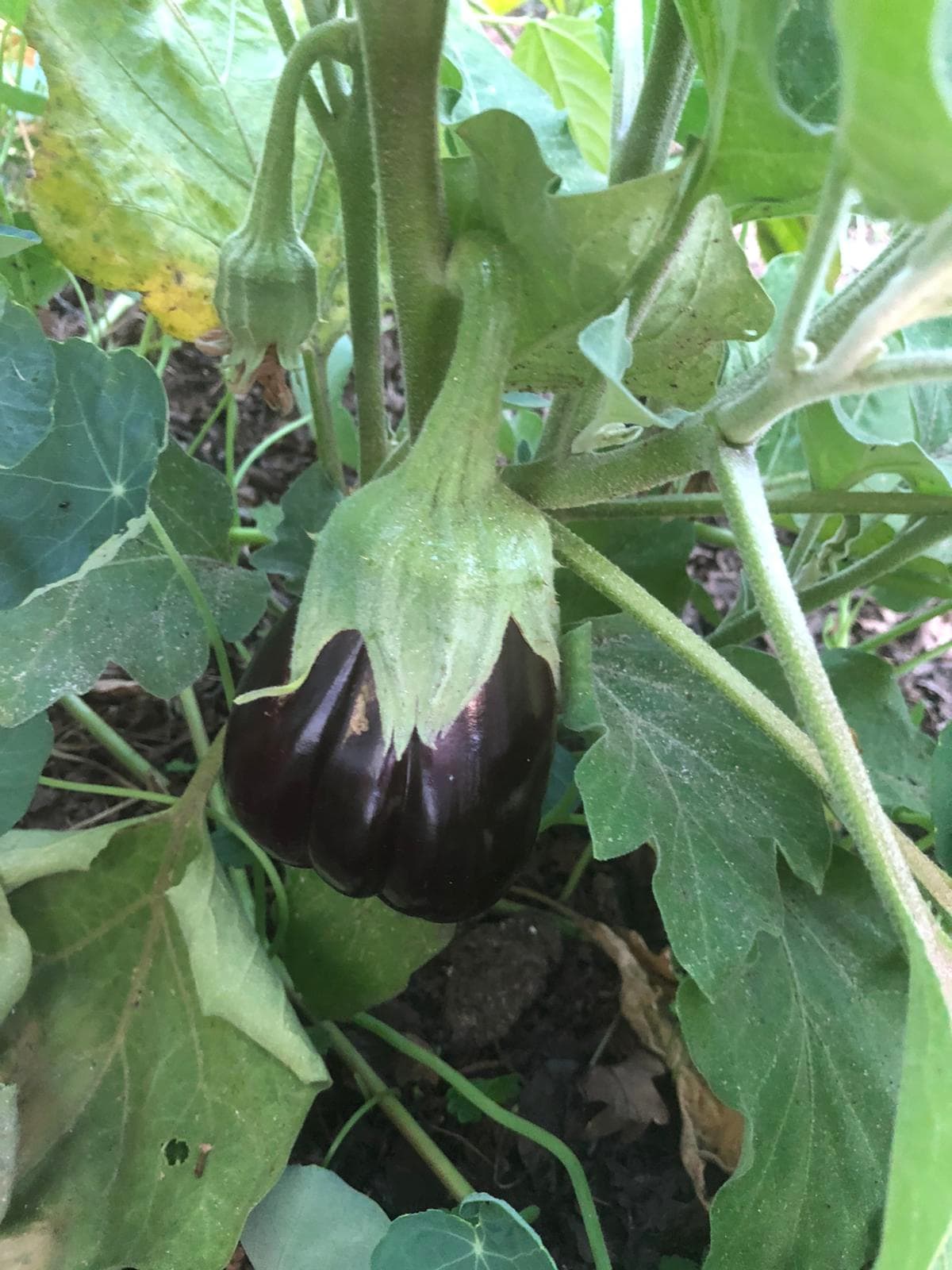 Gros plan botanique sur une aubergine violette en formation, calice vert et feuilles dentelées.