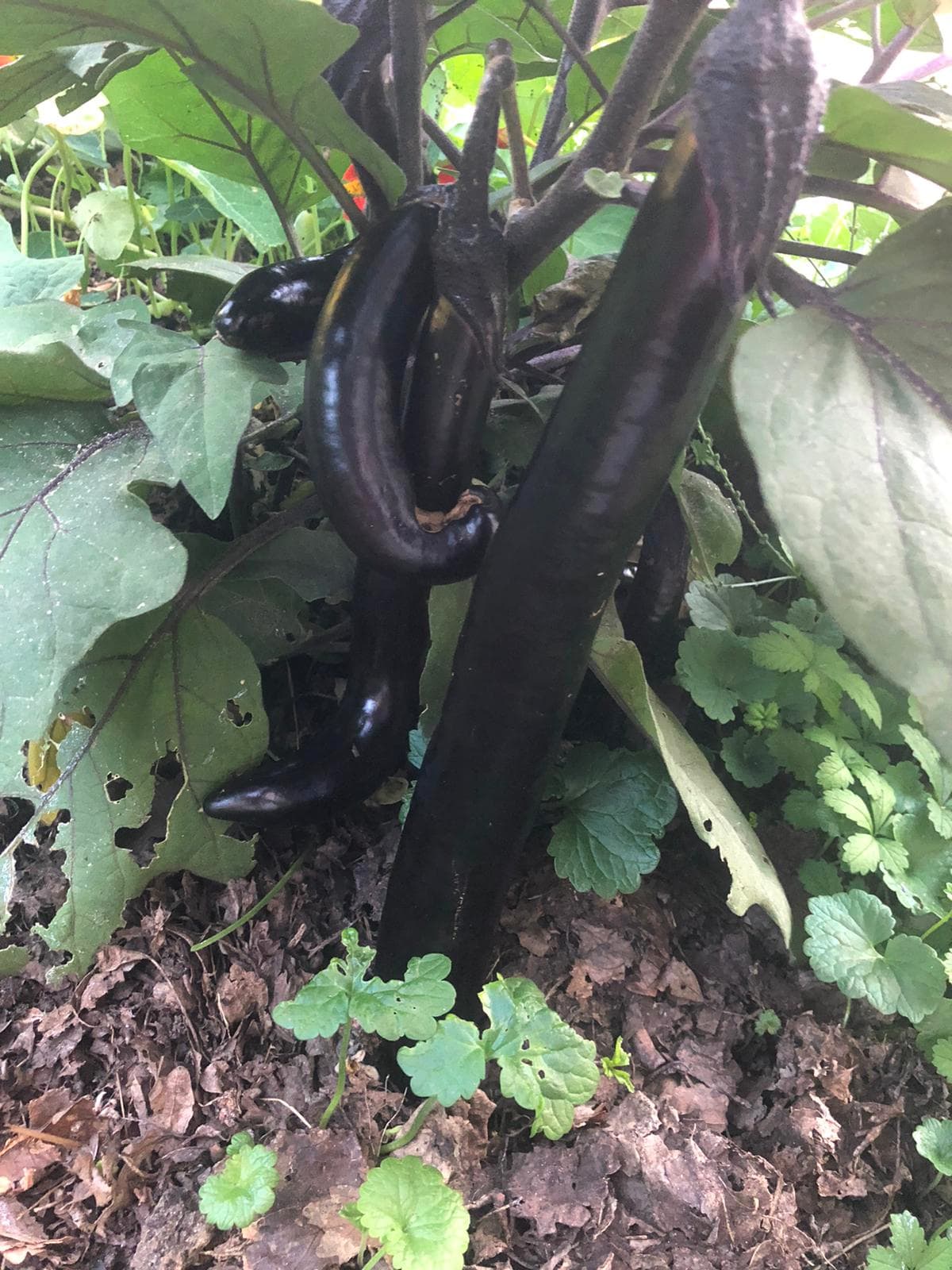 Grappe d'aubergines violettes longues de variété asiatique, encore sur le pied.