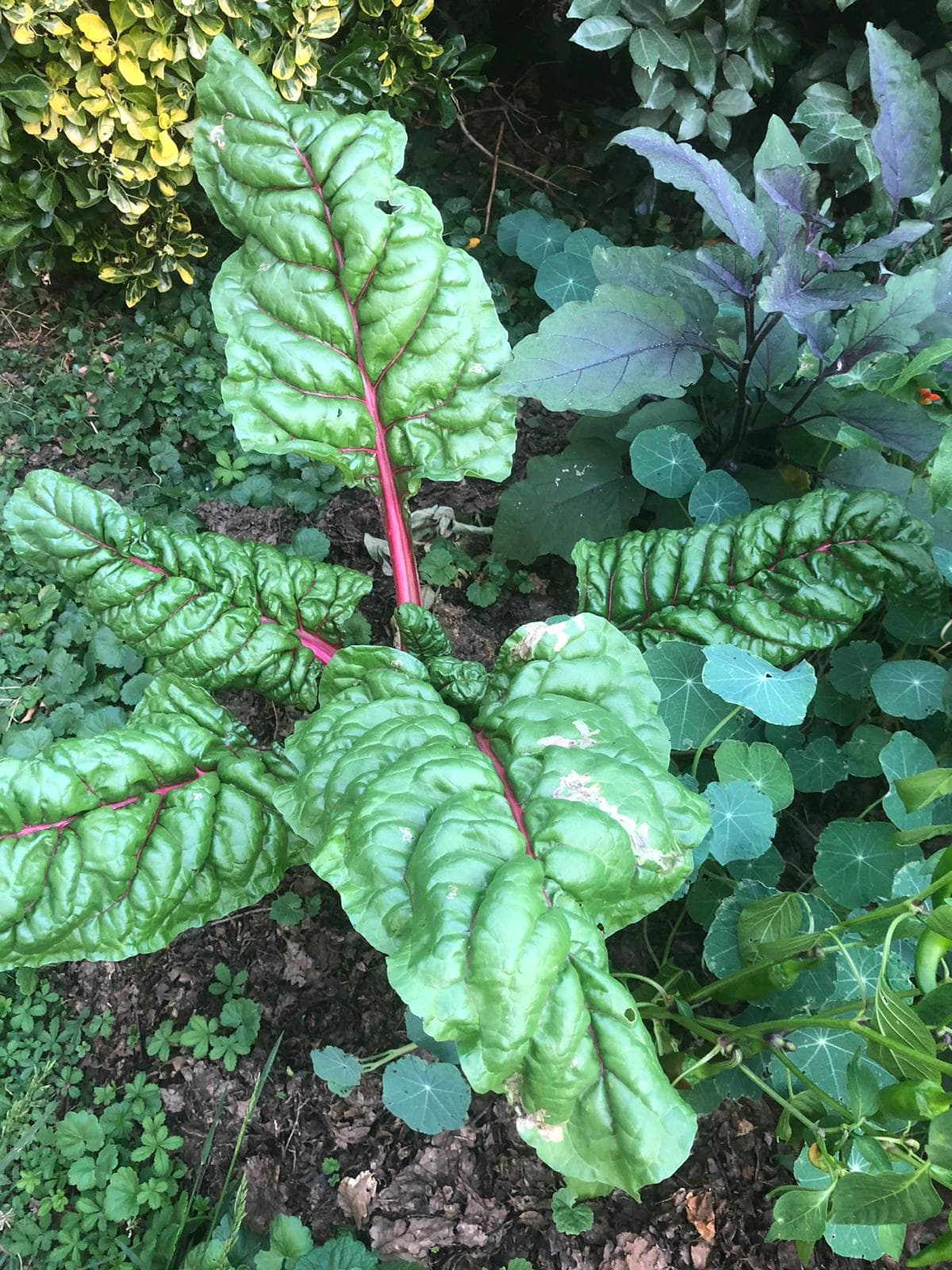 Feuilles de blette à côtes rouges, nervures éclatantes entre buis taillé et violet.