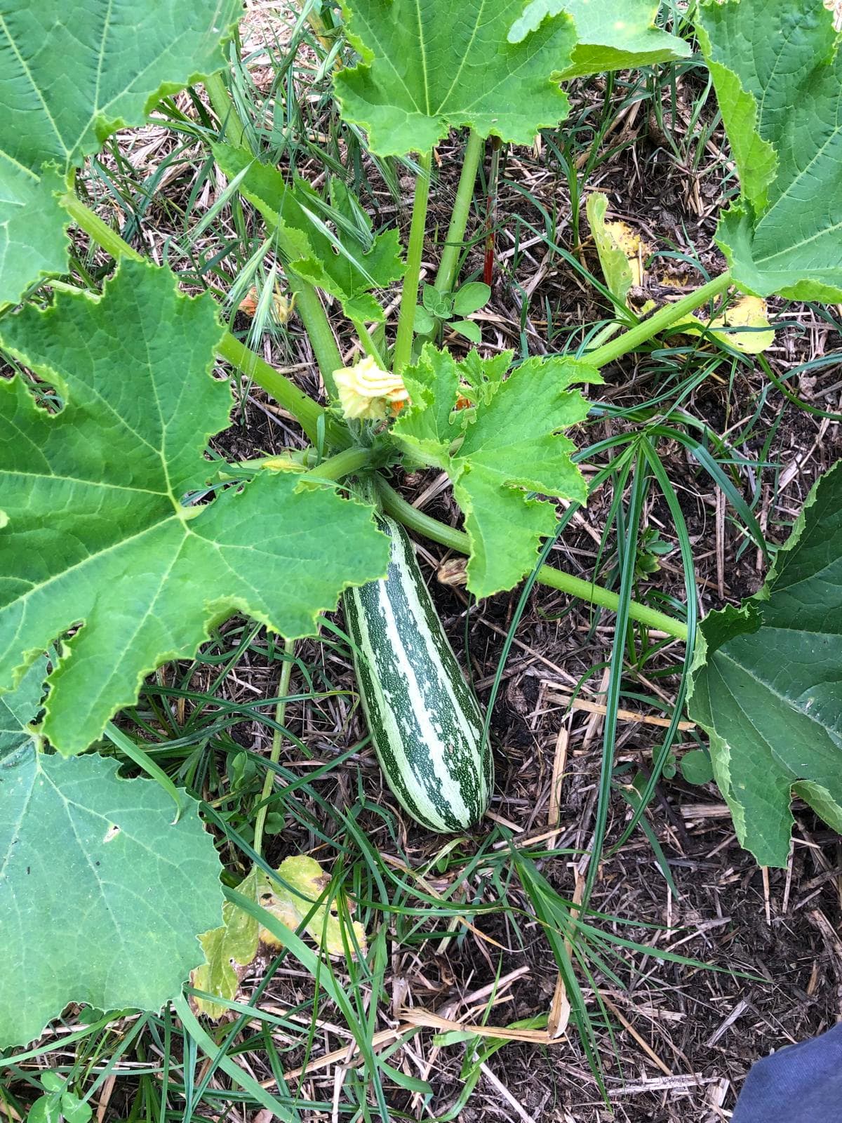 Courgette verte rayée en développement, sur pied avec feuillage de courge.