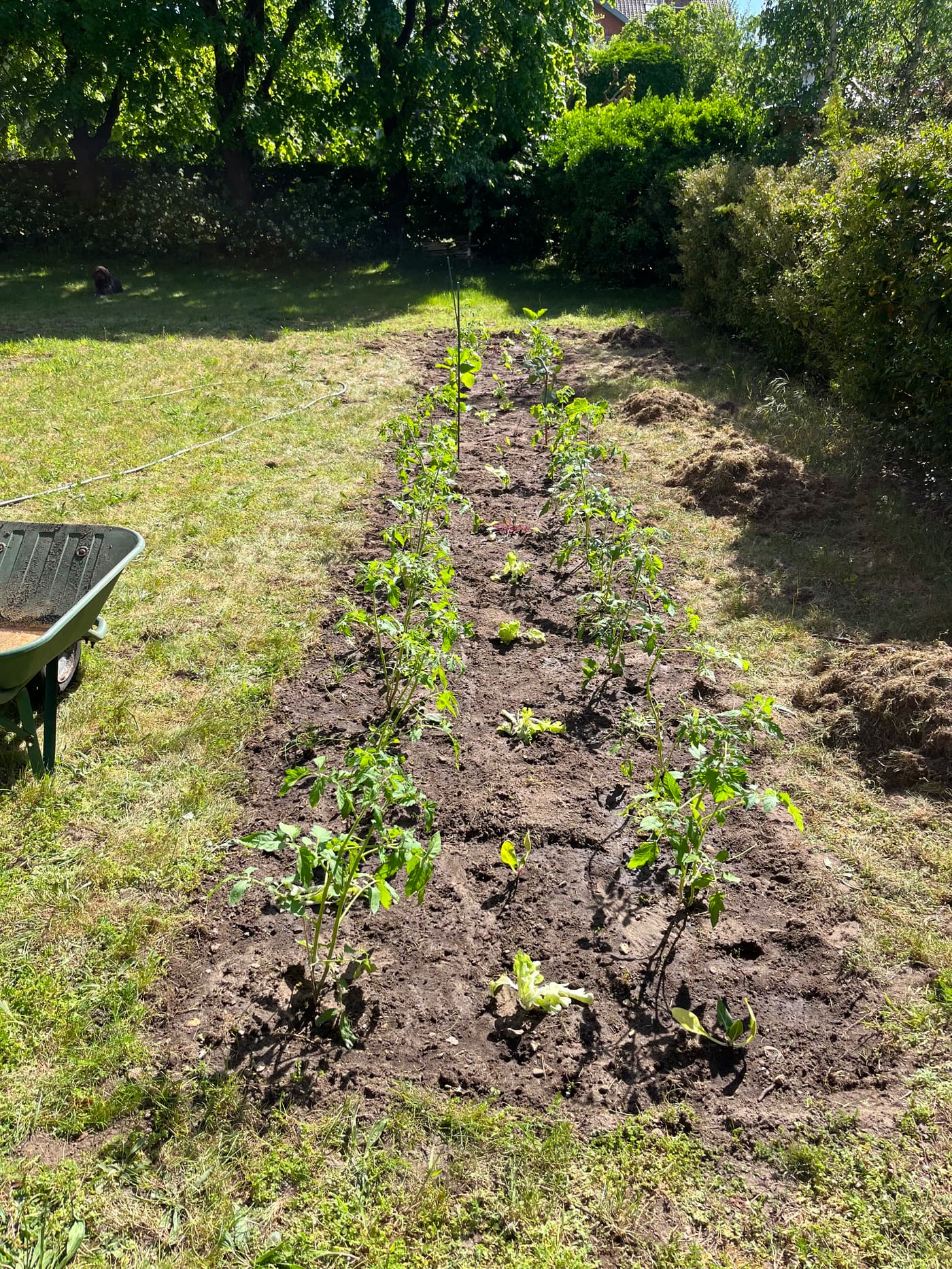 Jeunes plants alignés en ligne sur une planche de terre fraîchement préparée, herbe verte de pelouse autour.