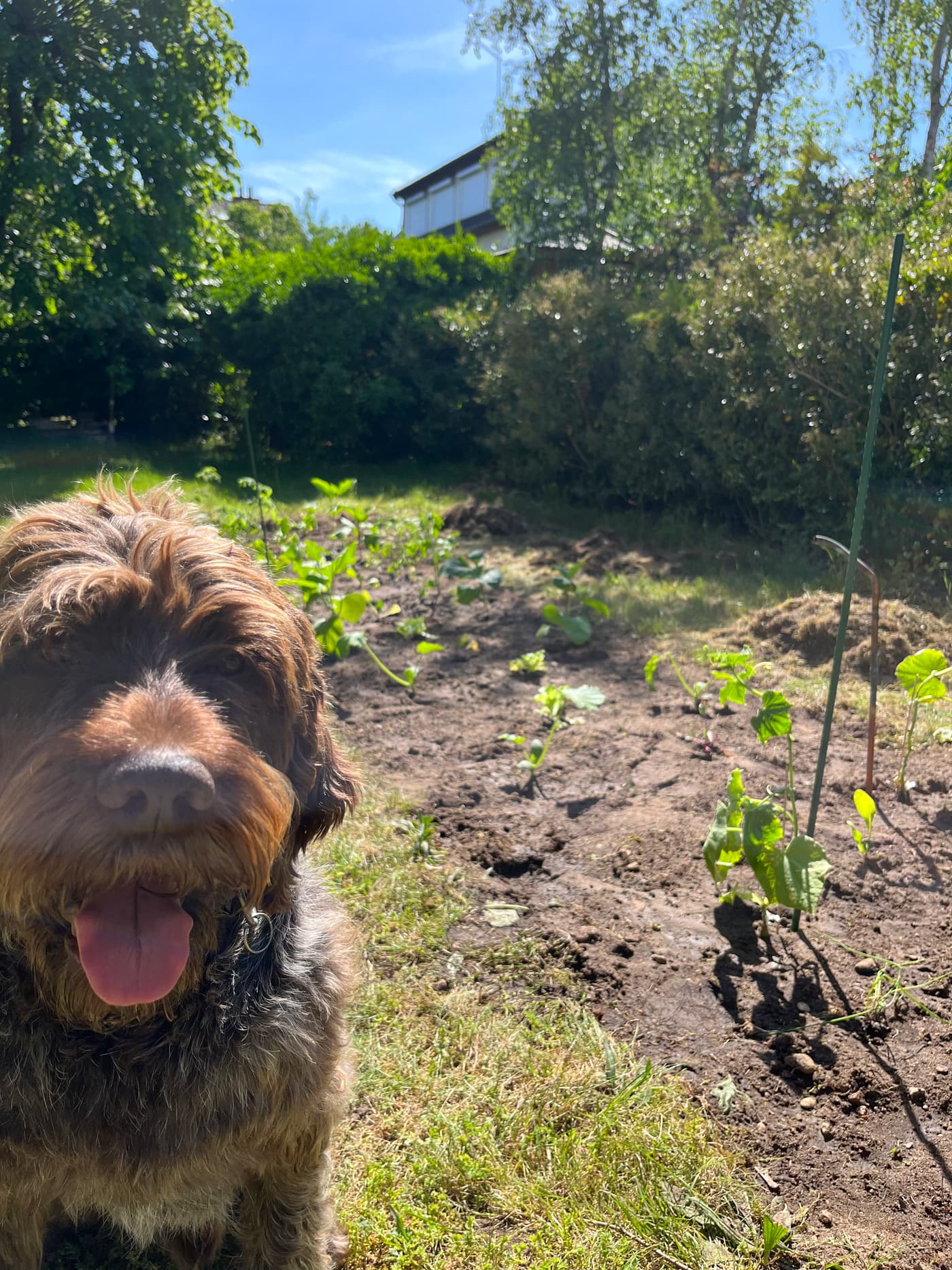 Plants de courge en début de croissance sur sol nu, chien curieux de profil au premier plan.