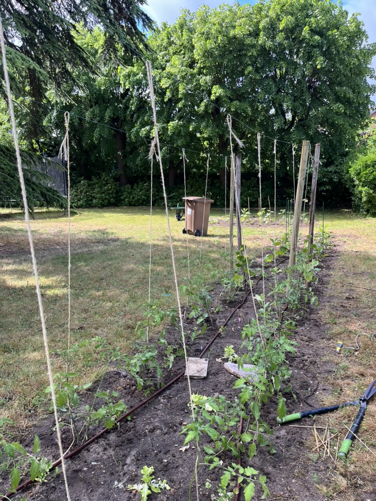 Planche de tomates fraîchement plantées et palissées à la ficelle sur tuteurs bambou, ligne de goutte-à-goutte au sol.