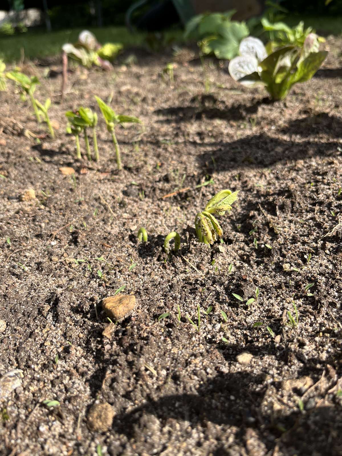 Planche de potager fraîchement installée chez un client, paillage et jeunes plants alignés.