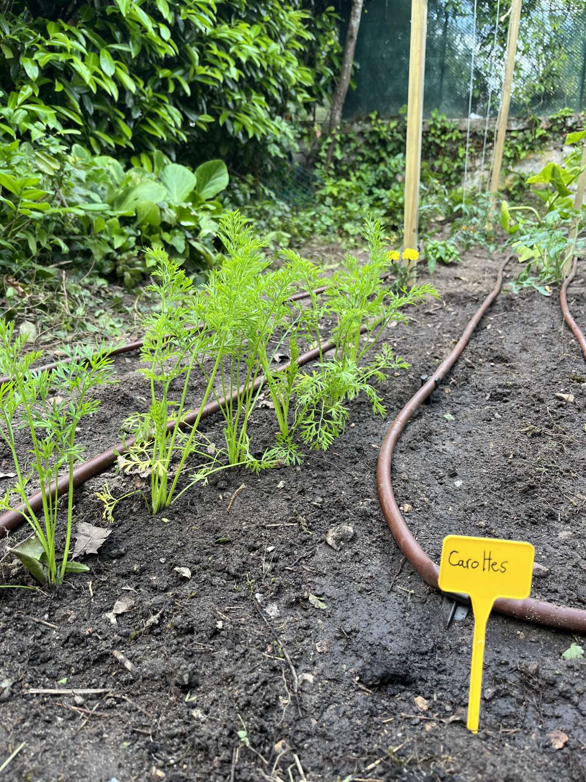 Jeunes plants repiqués sur une planche paillée, étiquettes de cultures en place.