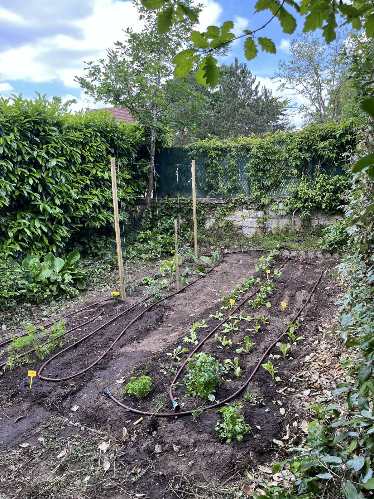 Rangs de jeunes légumes dans un potager de particulier en début de saison.