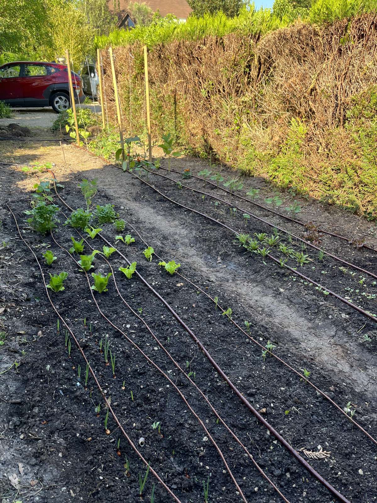 Planche de salades et jeunes légumes fraîchement plantée chez un client.