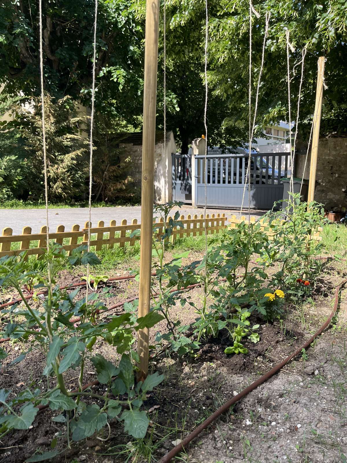 Potager de particulier en cours d'installation, plants étiquetés et terre paillée.