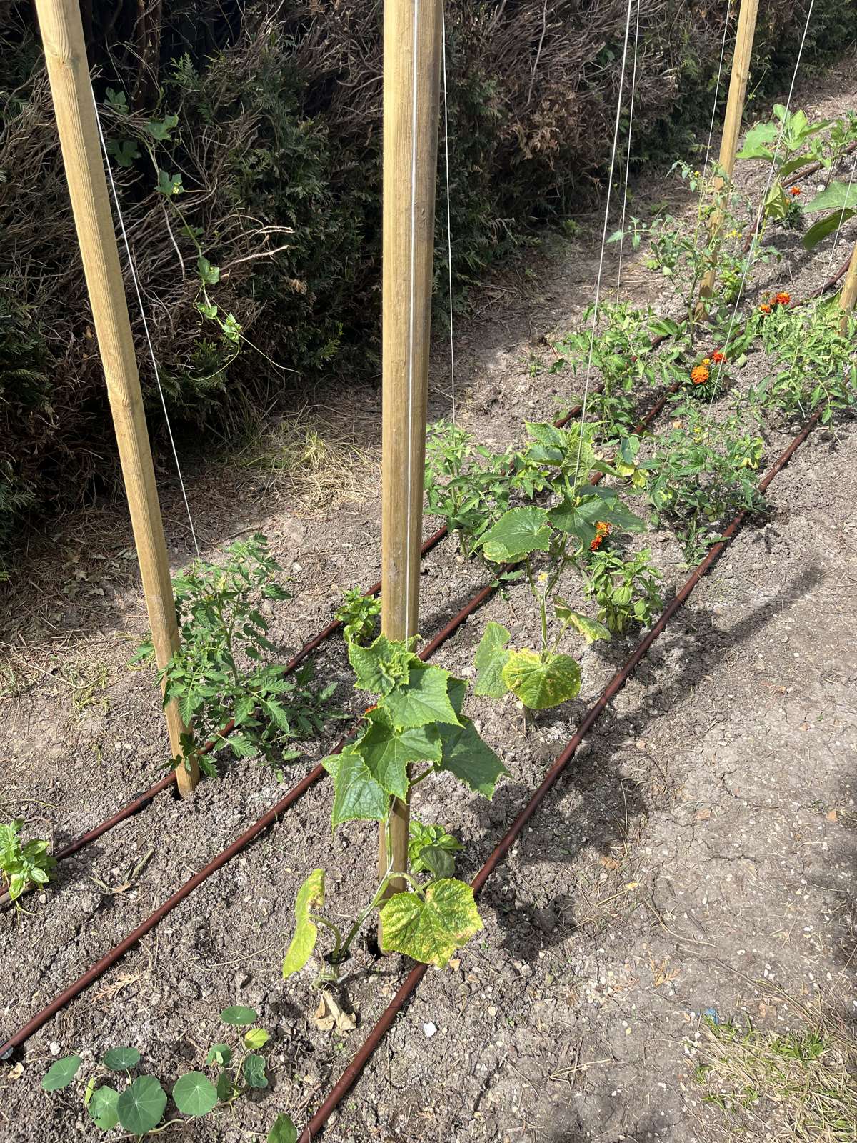 Jeunes plants en rangs serrés sur une planche de potager, début de saison.