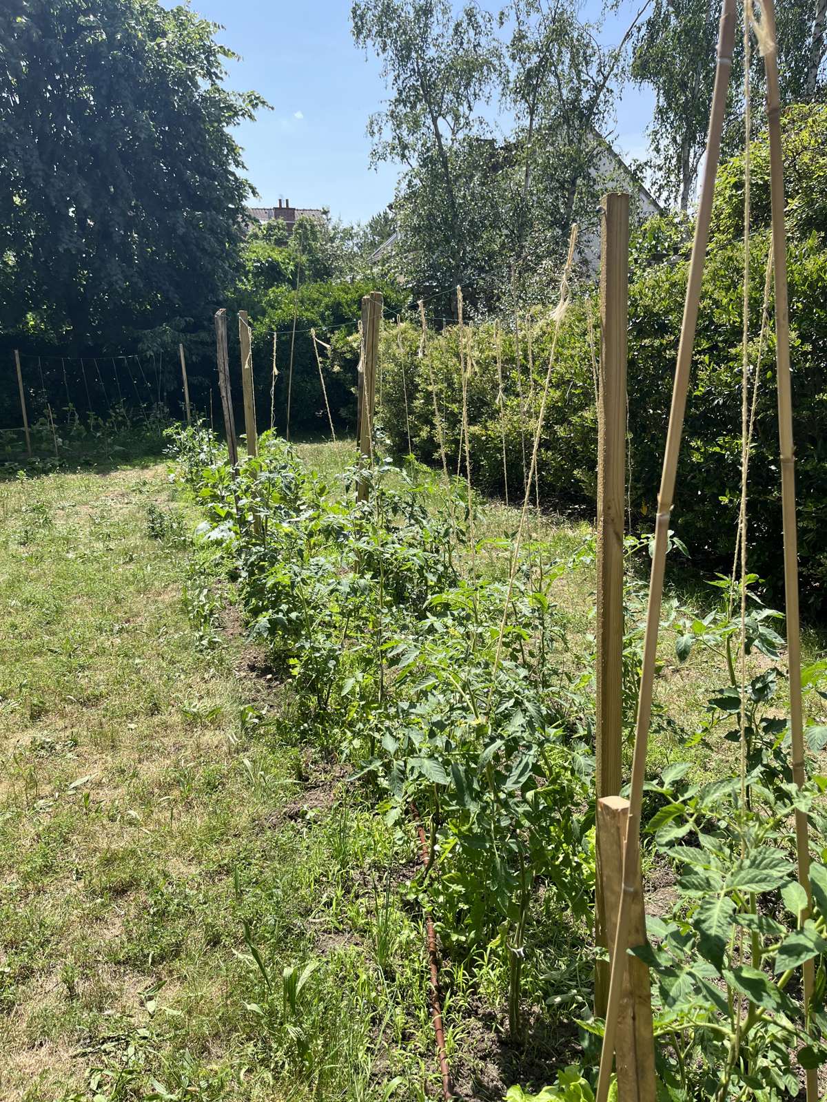 Potager de particulier qui démarre : jeunes plants verdissants et paillage entre les rangs.