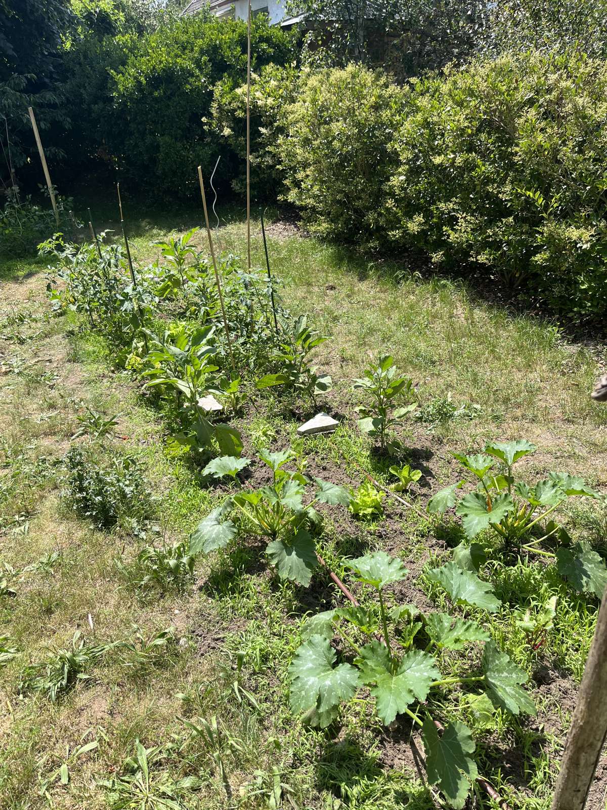 Planche de légumes en croissance chez un client, feuillages denses de début d'été.