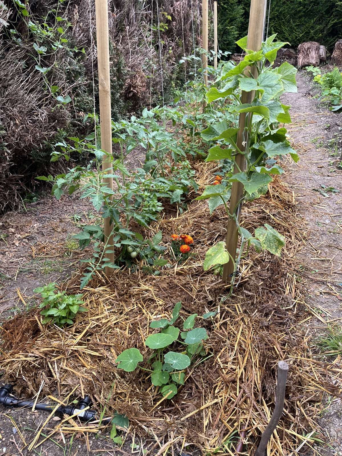 Rangs de jeunes légumes bien développés dans un potager de particulier.
