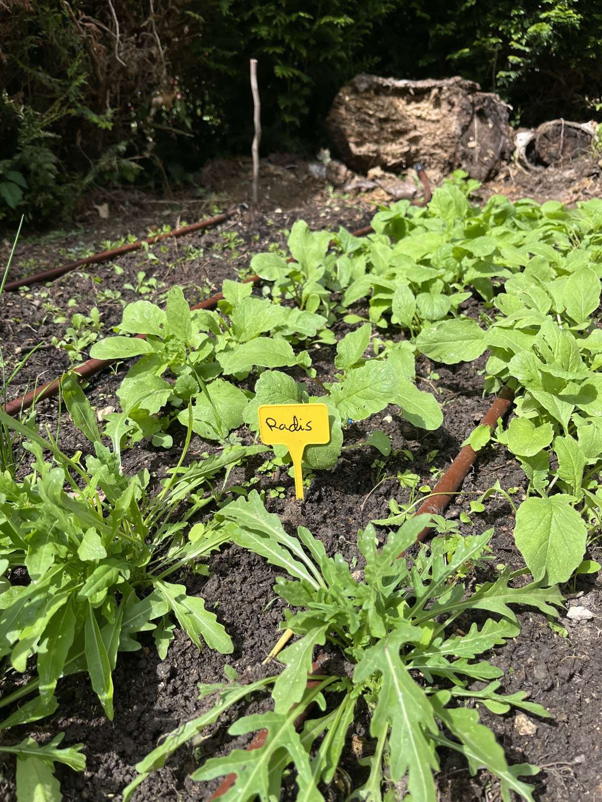 Jeunes légumes en rangs dans un potager de particulier, paillage entre les planches.