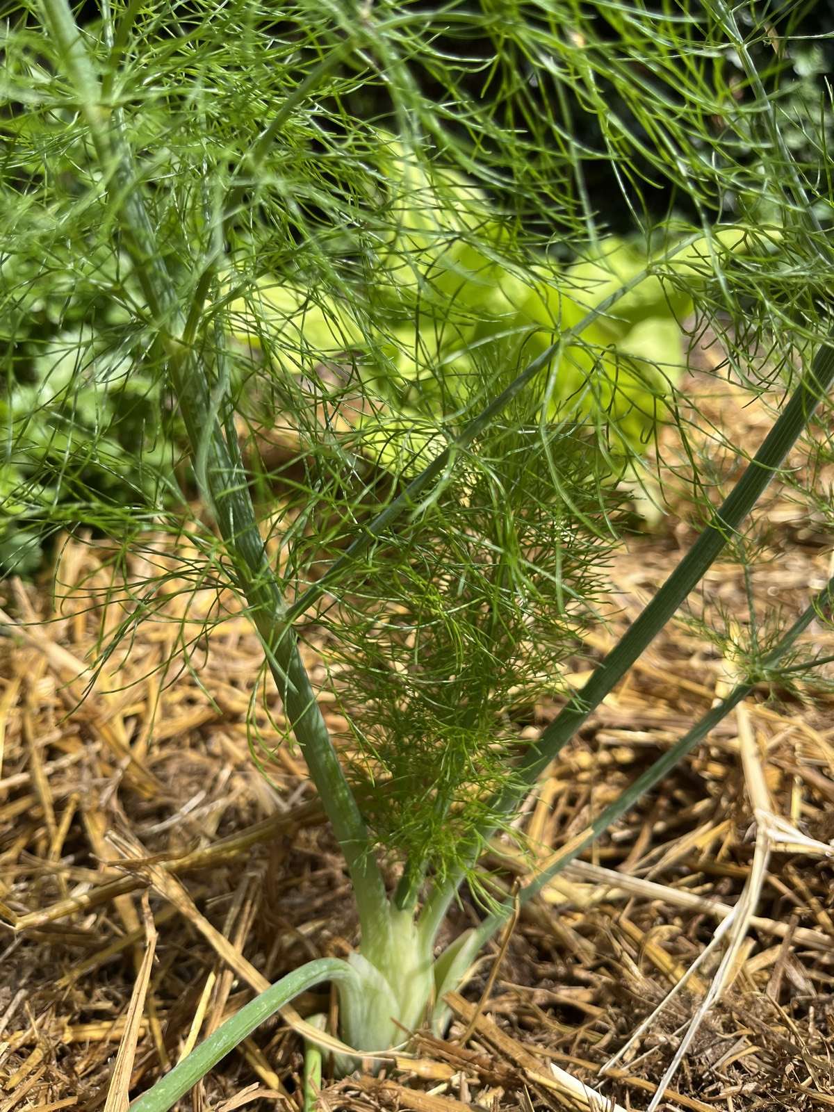 Planche de potager dense et verdoyante chez un client en début d'été.