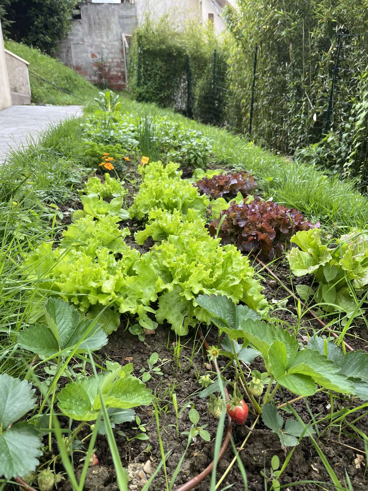 Légumes-feuilles et jeunes plants en croissance dans un potager de particulier.