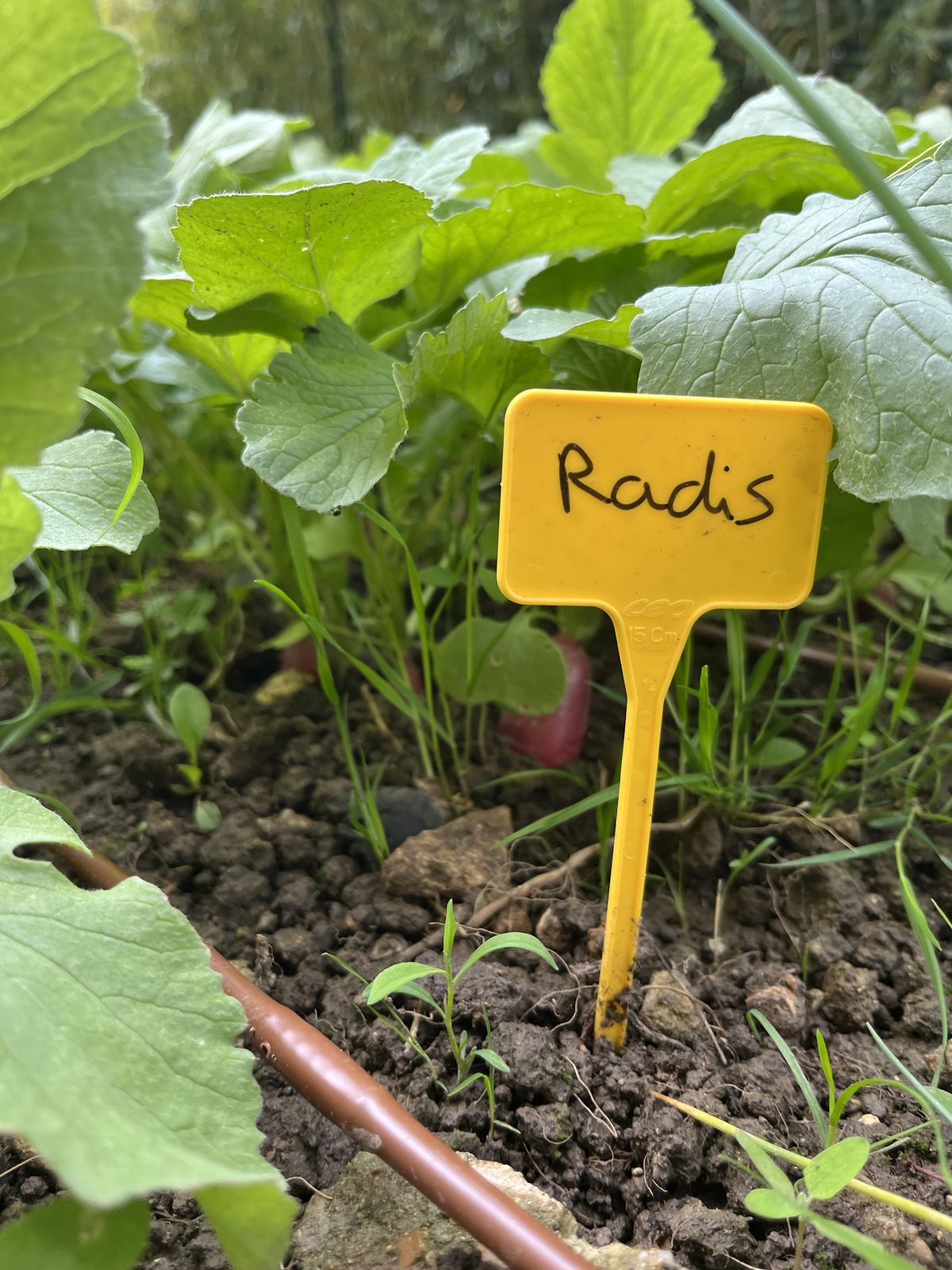 Rangs serrés de légumes en pleine pousse chez un client, sol bien paillé.