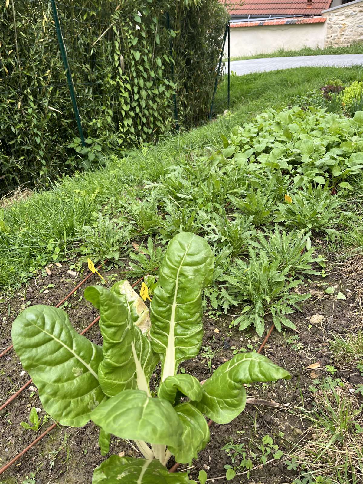Planche de potager client avec salades et légumes en début d'été.