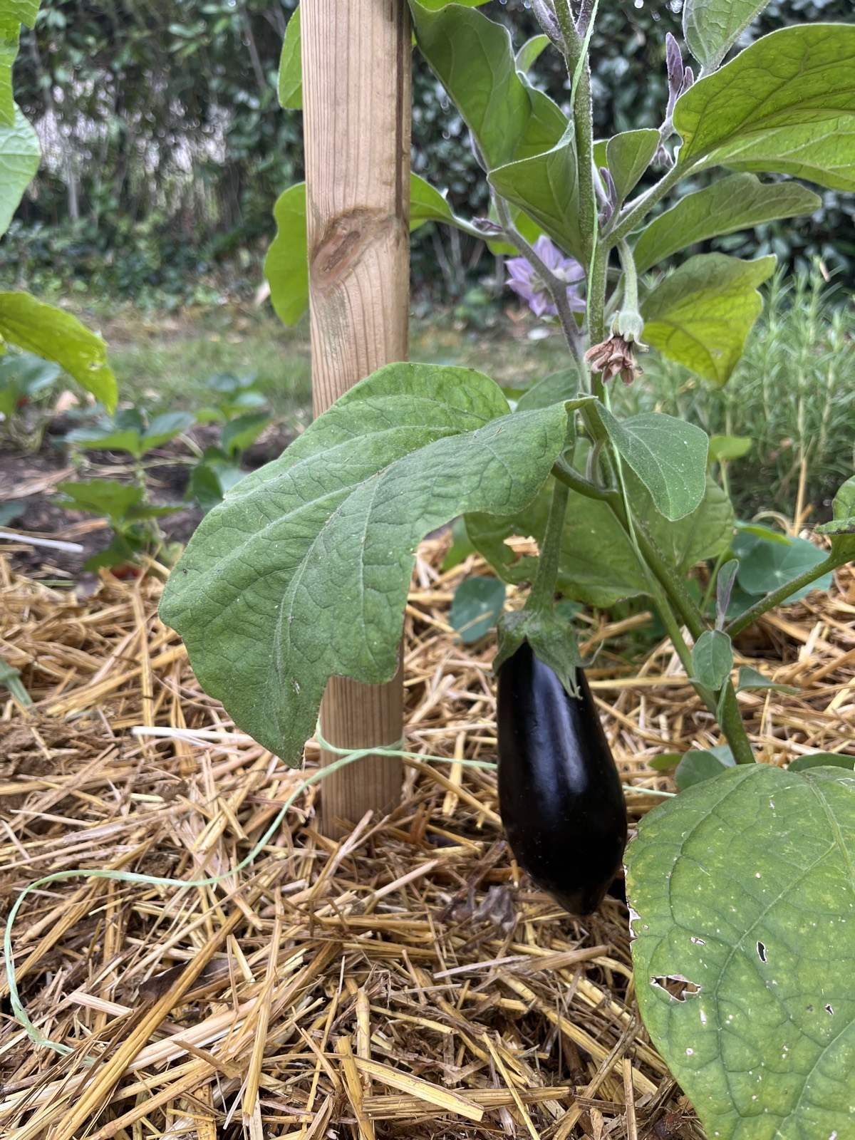 Jeunes plants vigoureux dans un potager de particulier, allée centrale paillée.