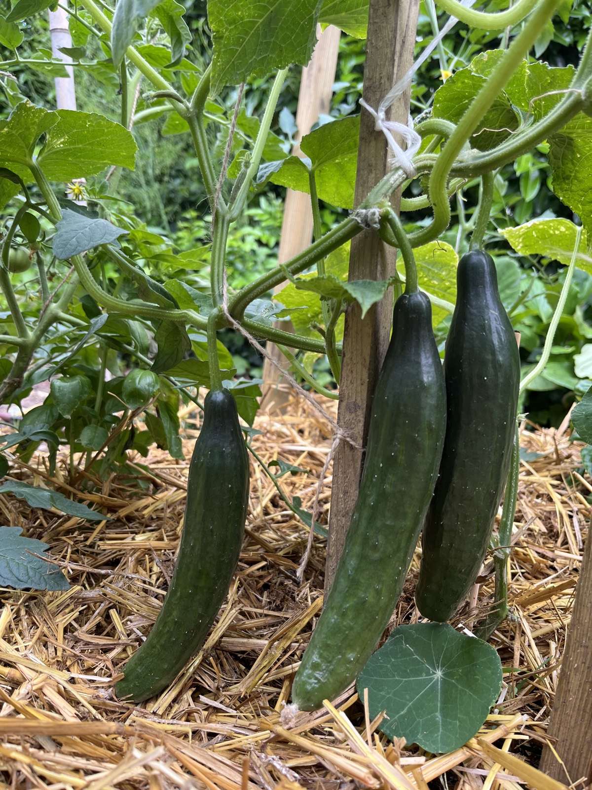 Légumes en croissance et feuillages variés dans un potager client de début d'été.