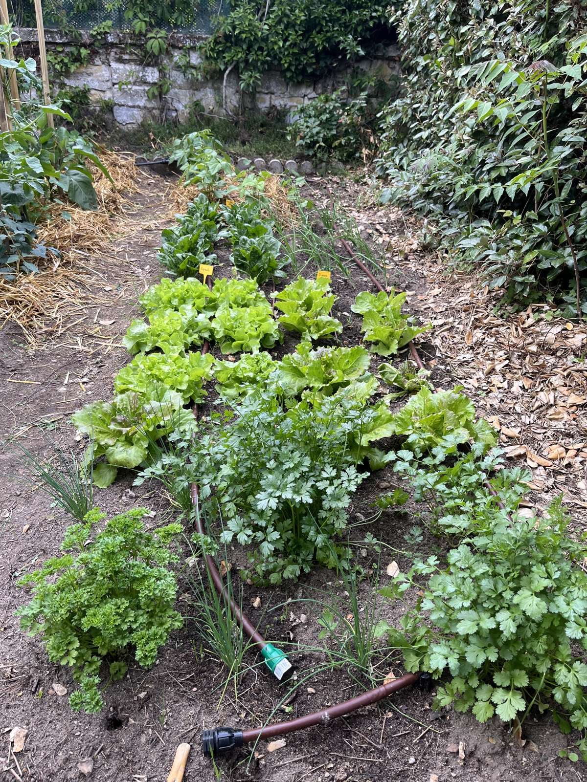 Planche de potager dense chez un client, mélange de salades et légumes-feuilles.
