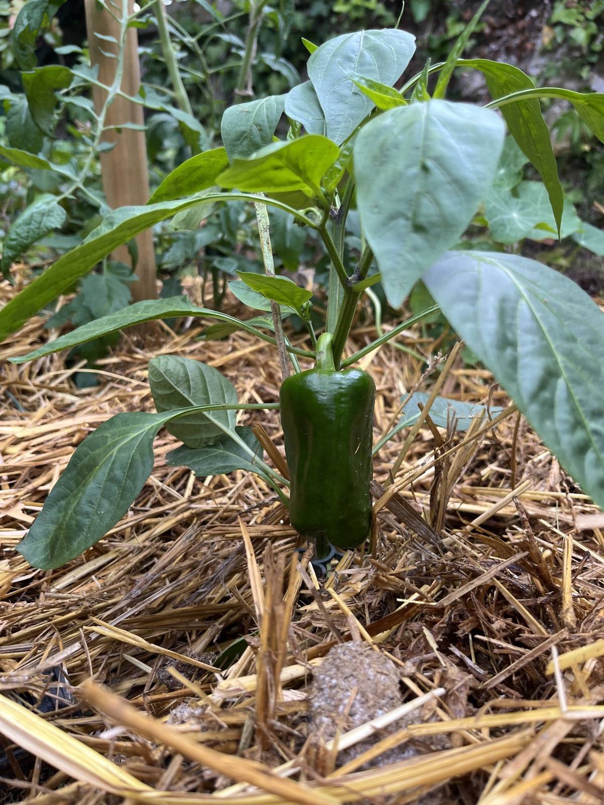 Rangs de légumes bien établis dans un potager de particulier, paillage de paille.