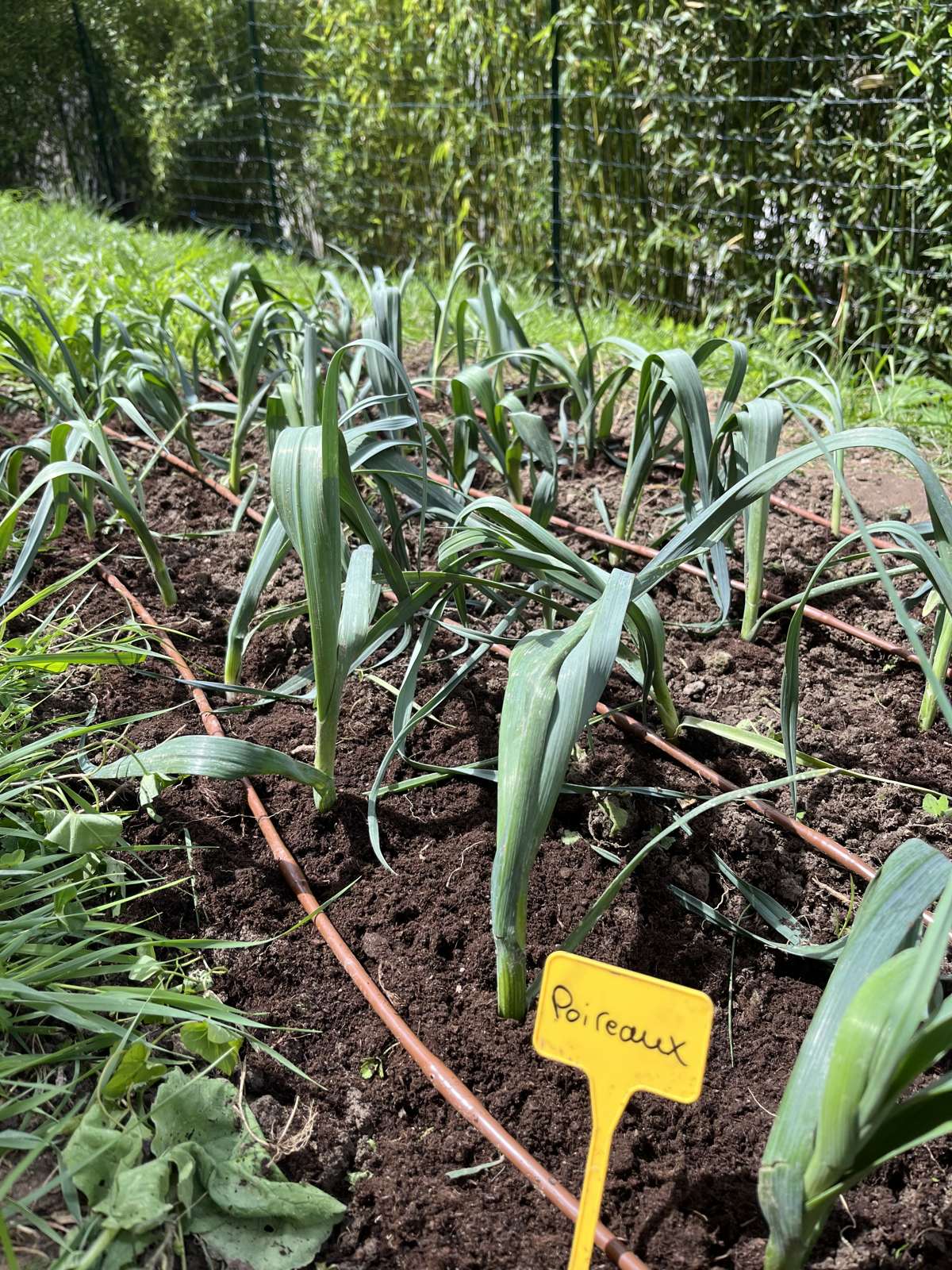 Potager client verdoyant en début d'été, planches structurées et allées propres.