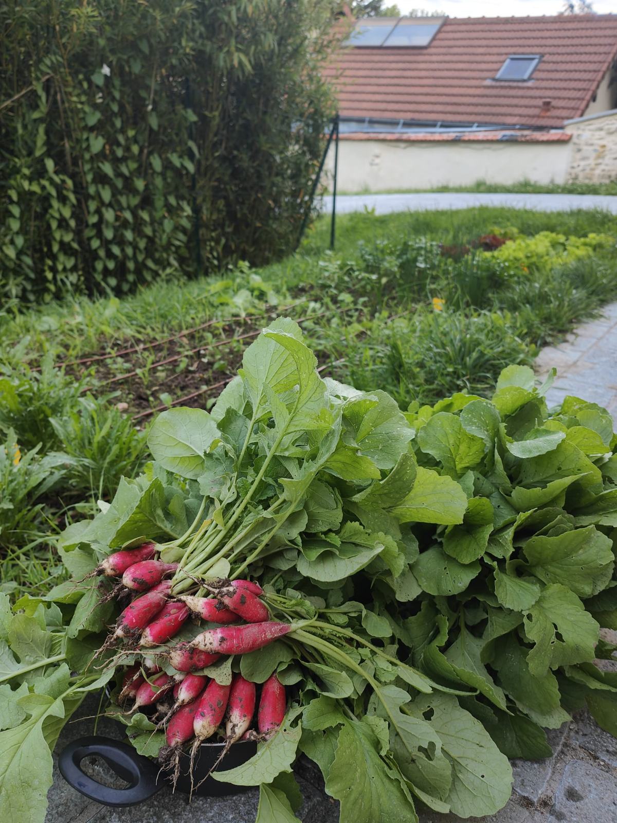 Vue rapprochée d'une planche de légumes en pleine pousse chez un client.