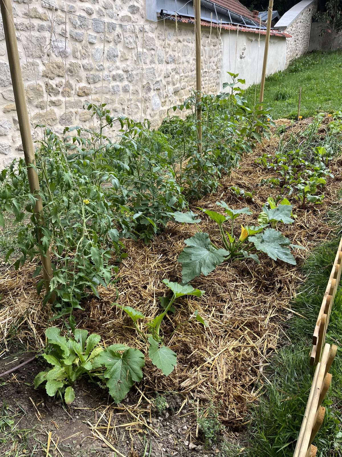 Pieds de courgette en plein développement, larges feuilles vertes dans un potager client.