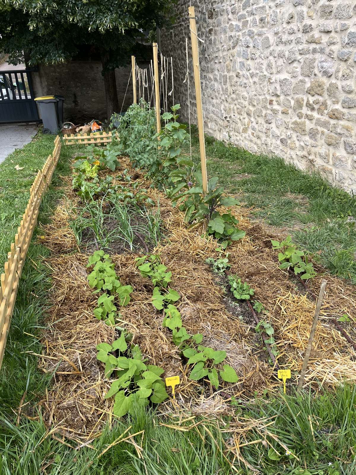Vue d'ensemble d'un potager client en début d'été, planches verdoyantes et allées paillées.