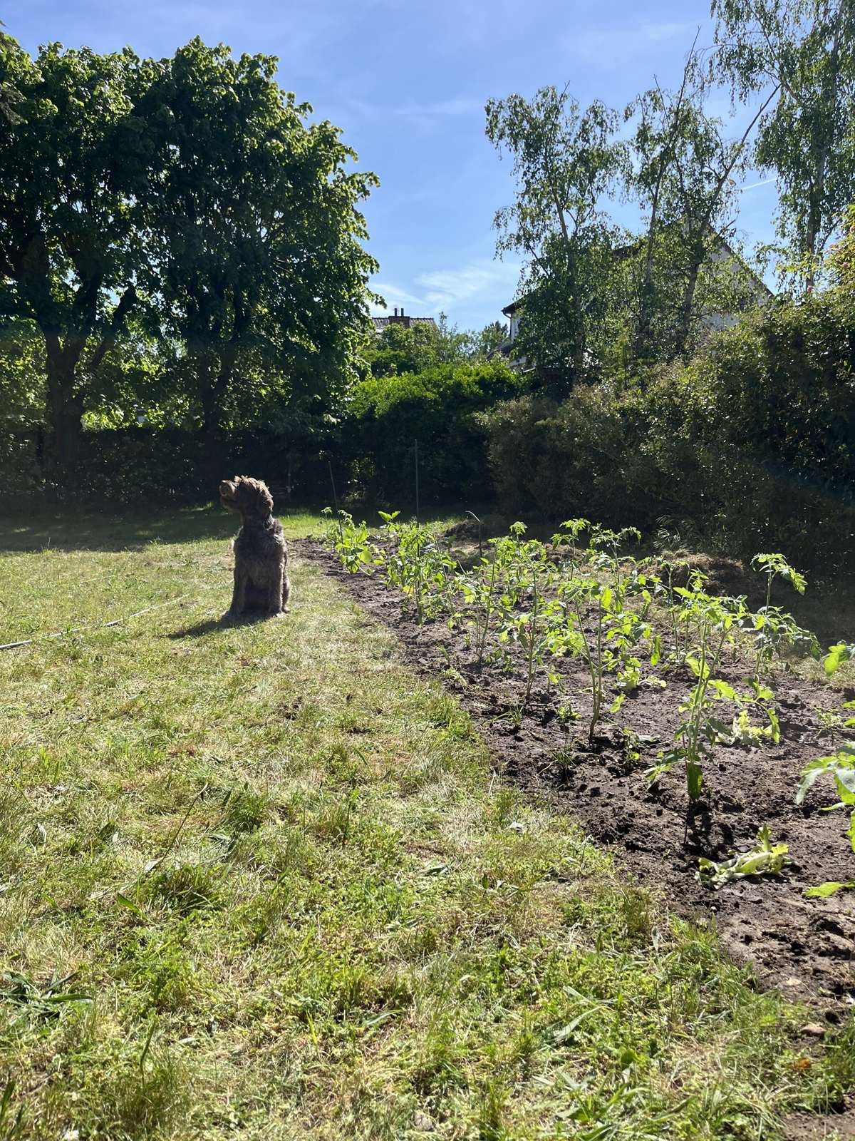 Premières plantations en lignes sur une planche fraîchement préparée, brouette et pelouse en arrière-plan.