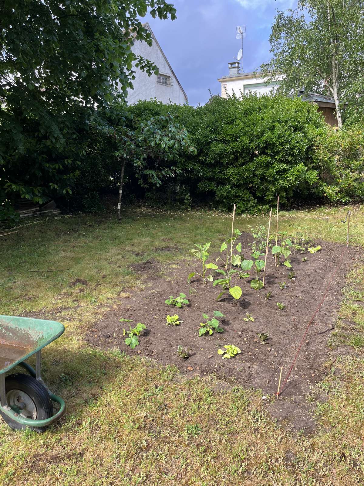 Jeunes plants repiqués sur une planche de terre nue avec tuteurs bambou, brouette au premier plan.