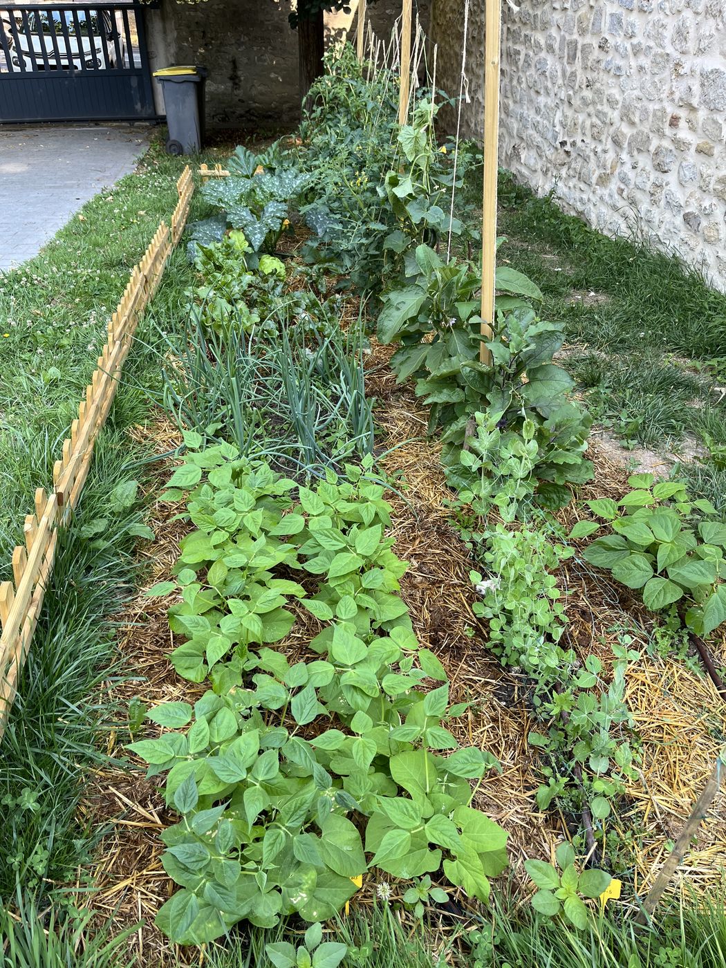 Vue plongeante sur un potager client en début d'été : haricots, poireaux, herbes aromatiques et paillage de paille contre un mur en pierre.