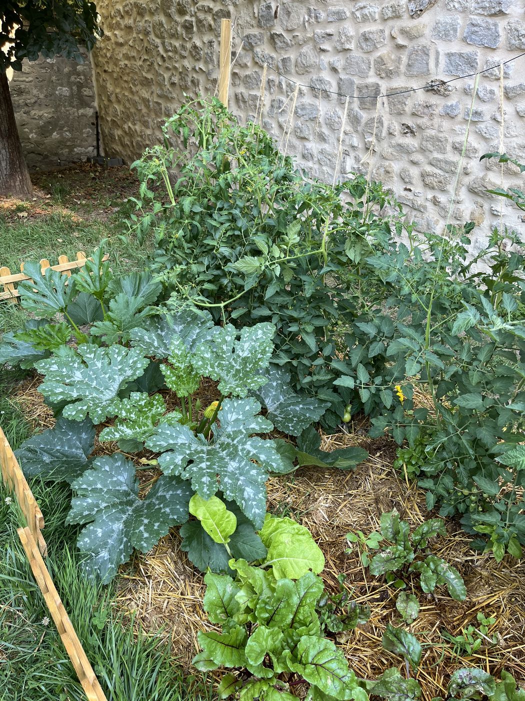 Pied de courgette et tomate vus du dessus, grandes feuilles gaufrées, salade et paillage de paille.