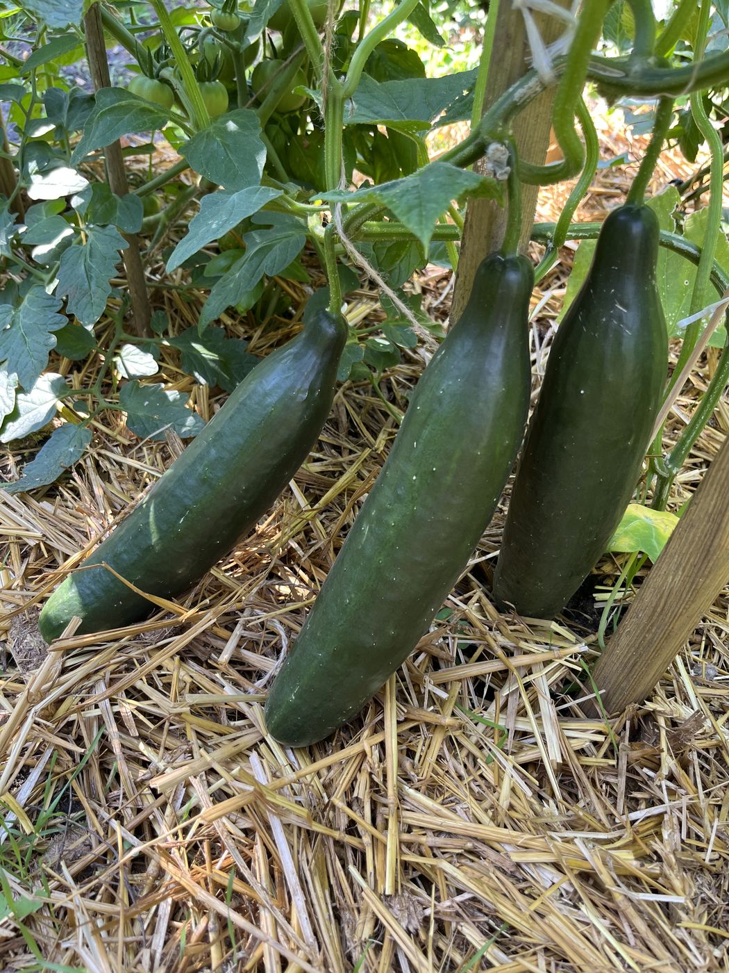 Trois concombres snack récoltés posés sur le paillage de paille, feuilles de tomate en arrière-plan.