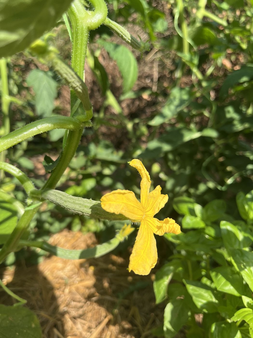 Fleur jaune de concombre en macro, pétales délicats sur fond de feuillage flou.