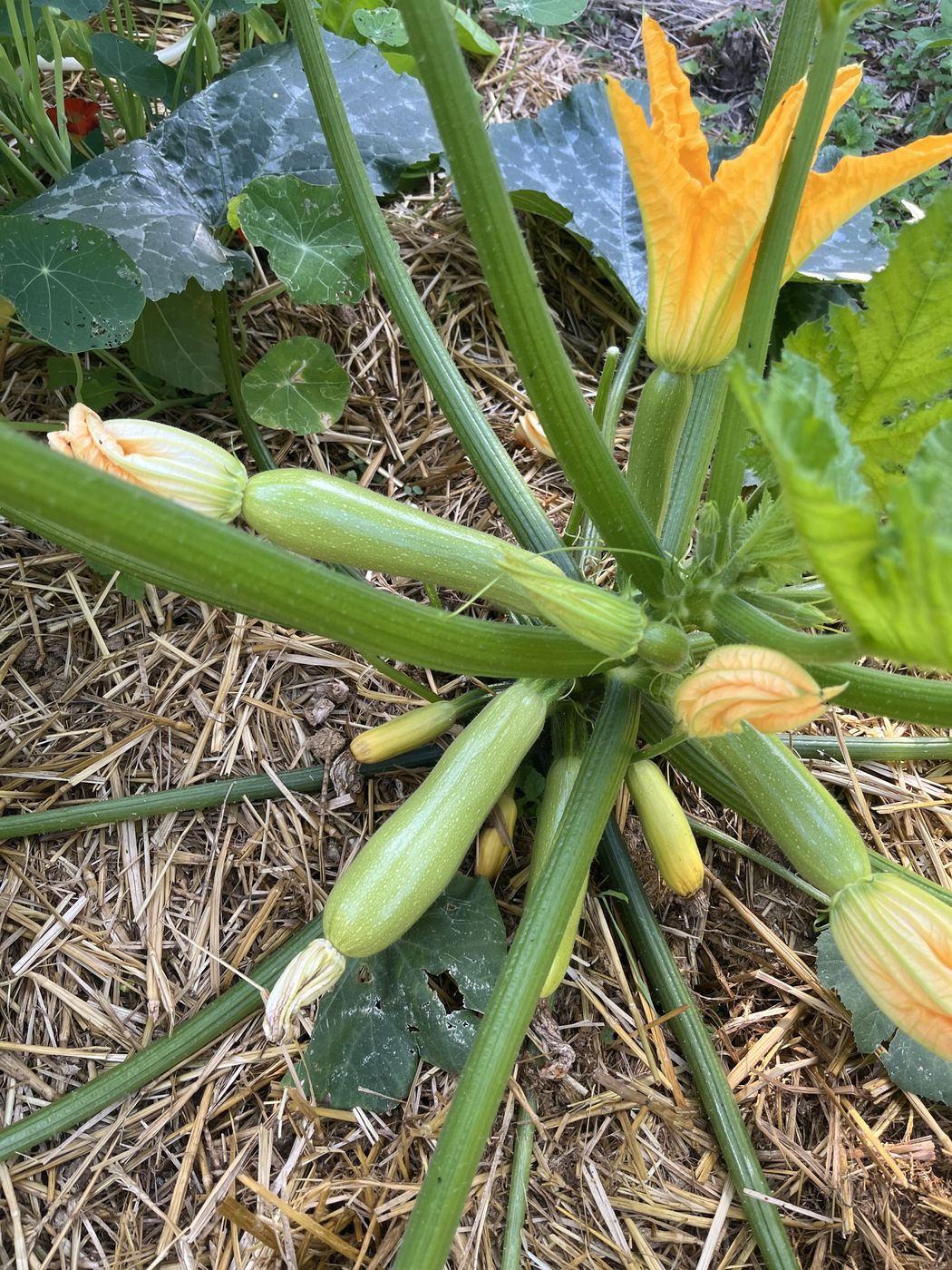 Pied de courgette en pleine production : cinq courgettes en formation et fleurs orangées sur paillage de paille.